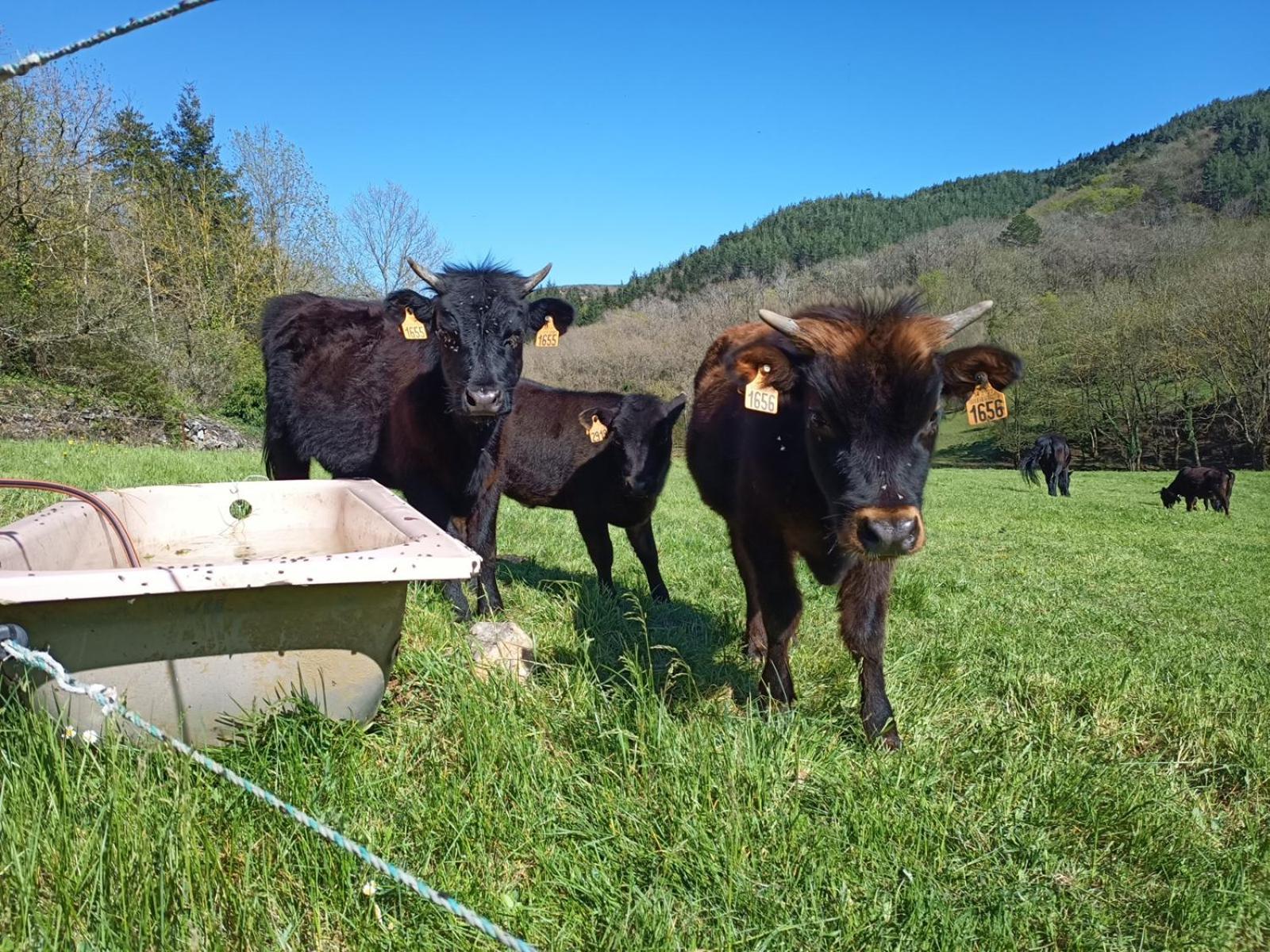 Ferme Les Therondels Saint-Pons-de-Thomieres Екстер'єр фото